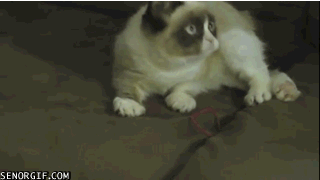 猫 动物 心烦意乱 玩耍 绳子