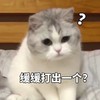 萌宠 喵星人 缓缓打出一个？ 问号 呆萌 可爱