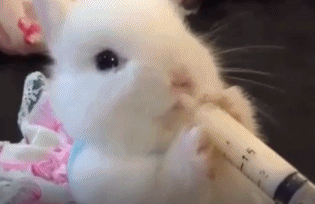兔子 宝宝 针管 喝奶 小巧 婴儿