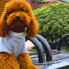 萌宠 泰迪犬 泰迪 狗狗 汪星人 可爱 萌