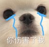 萌宠 汪星人 你伤害了我 委屈 流泪 求安慰