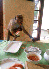 要迟到了   妈  我走了   猴子