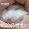竹鼠 可爱 萌宠 搞怪 文字表情包