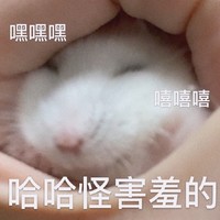 竹鼠 可爱 萌宠 搞怪 文字表情包