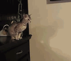 萌宠 猫咪 尴尬了 跳跃
