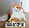 萌宠 喵星人 我真的不困 我不想睡觉 可怜 憨憨