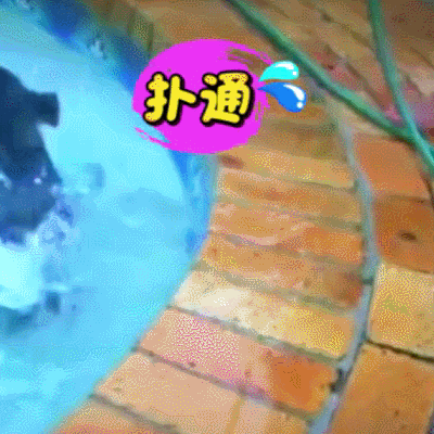 汪星人 狗狗 可愛(ài) 萌寵 狗