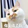 萌宠 喵星人 你管得了我？ 别管我 嫌弃 搞怪