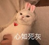 萌宠 猫星人 心如死灰 失望 呆萌 可爱