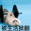 生活 猫 哑铃 搞怪 可爱