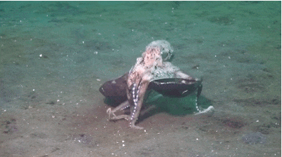 海底世界 章鱼 快跑 下班了