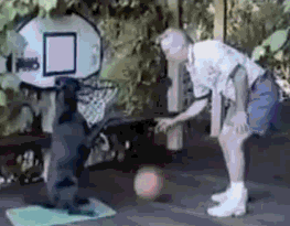 篮球  狗 聪明 投篮