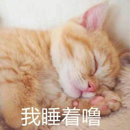 猫咪 喵星人 我睡着噜 可爱 斗图 熟睡