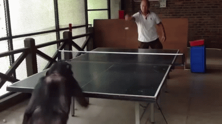 猩猩 乒乓球 赢了 开心 嘚瑟 牛逼
