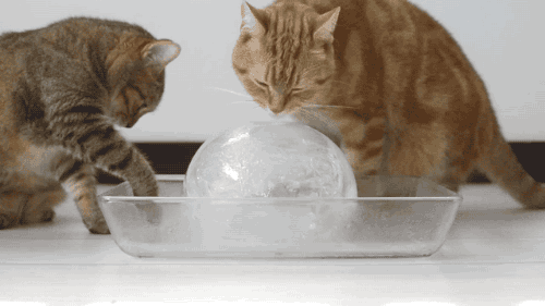 猫咪 冰球 舔一舔 可爱