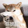 萌宠 汪星人 你放屁 臭 搞怪 逗