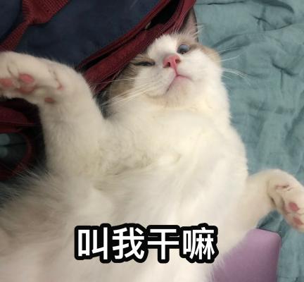 萌宠 猫咪 可爱 喵星人 文字表情包
