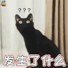 萌宠 猫咪 猫 蒙圈 发生了什么 soogif soogif出品