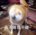 我不睡我不睡 狗狗 揺头 不从