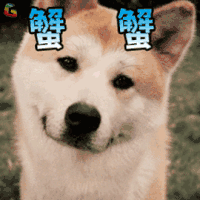谢谢 蟹蟹 狗狗 soogif soogif出品 搞怪 可爱