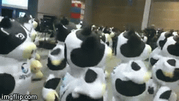 奶牛 动物 舞蹈 拍摄