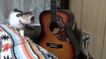 猫 吉他