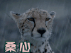 桑心 此刻心情
