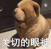 关切的眼神