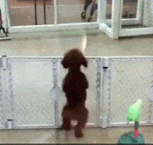 狗 跳舞 栅栏 围栏