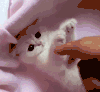 猫咪 可爱 喜欢 玩耍