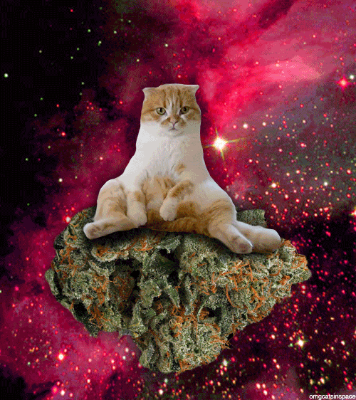猫猫 石头 浮动 星空