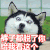 狗狗 怒视 裤子都脱了 你给我看这个