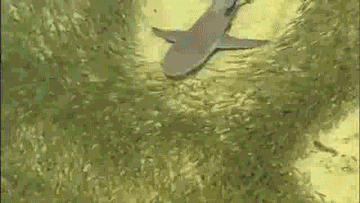 鲨鱼 shark 海洋 捕食