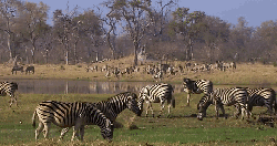 动物 吃草 掠食动物战场 斑马 河边 纪录片
