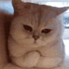 猫咪 猫爪 揣手手 可爱 呆萌