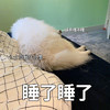 萌宠 汪星人 睡了睡了 七夕没我什么事 呆萌 可爱