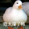 搞笑 蠢萌 沙雕 加油鸭 可爱
