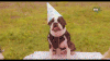 生日 狗 生日快乐 开心