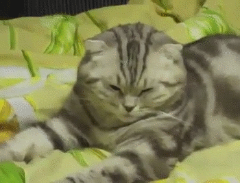 猫猫 可爱 迷糊 瞌睡