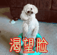 狗 渴望脸