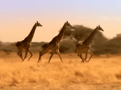 长颈鹿 giraffe 奔跑 非洲大草原