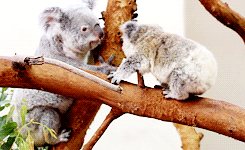 考拉 爬树 宝宝 萌萌哒 天然呆 koala