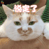 说定了 楼楼 可爱 猫咪 soogif soogif出品