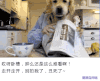 汪星人 可爱 搞笑 萌宠 猫咪