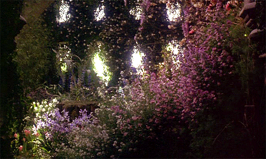 花 S 世纪90年代 风景 花园里的花 秘密花园 Agnieszka荷兰