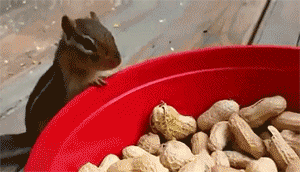 可爱 搞笑 萌宠 搞笑动物 笑死人