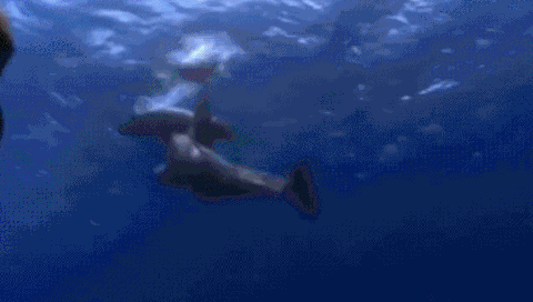 海底 海豚 游泳 嬉戏
