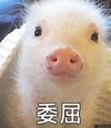 萌宠 小猪 委屈 难受 搞怪 呆萌