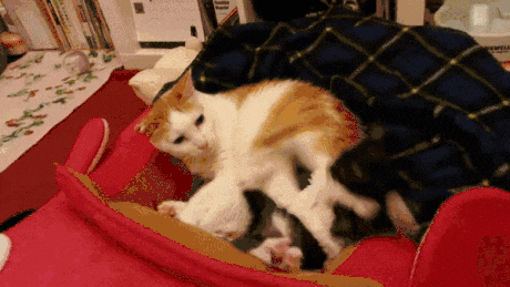 猫咪 打架 踢走 沙发