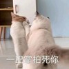 萌宠 猫星人 一巴掌拍死你 生气 呆萌 可爱